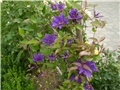 clematis